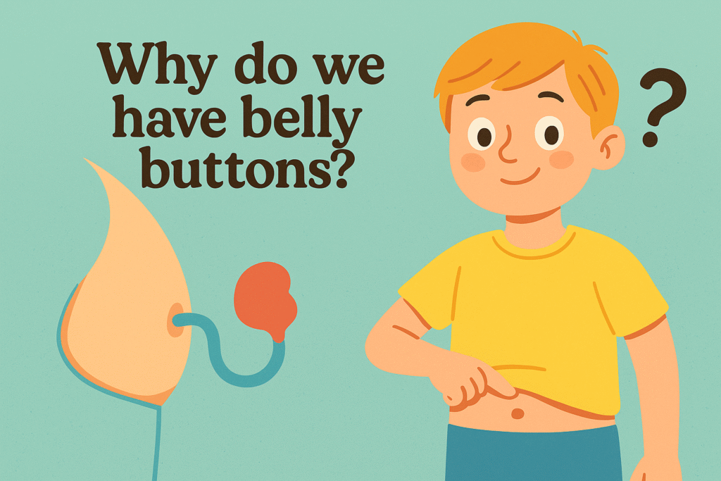 why do we have belly buttons