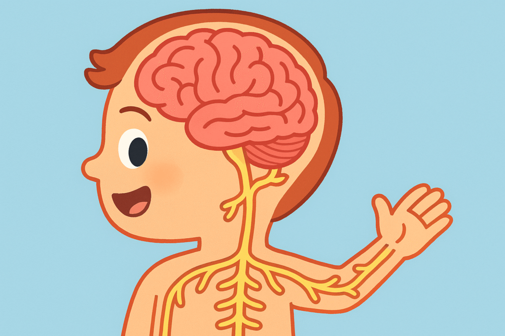 How does our brain send messages to our body